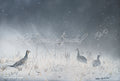 A Sharp Cold Day
