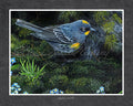 Audubon's Warbler