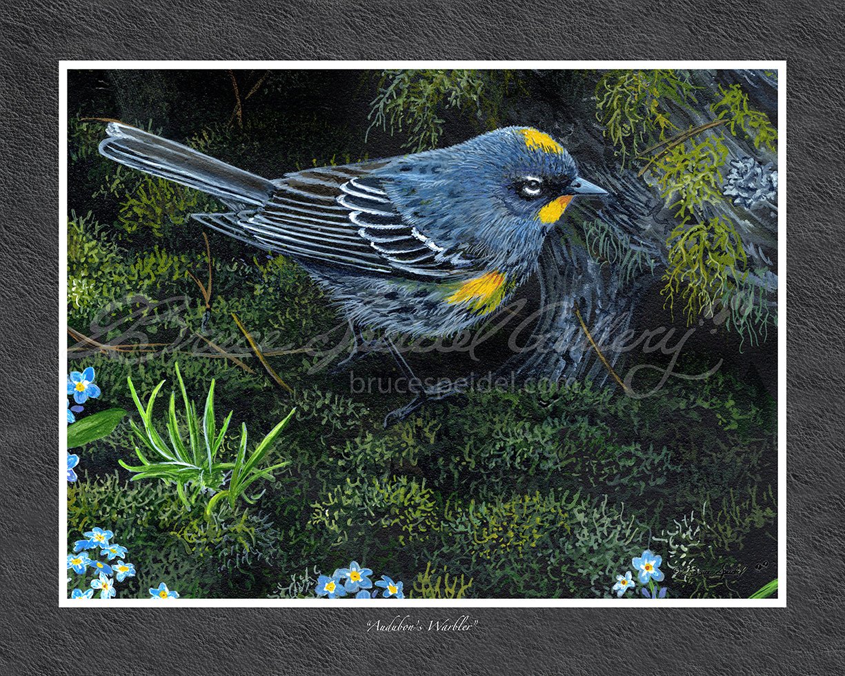 Audubon's Warbler