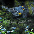 Audubon’s Warbler