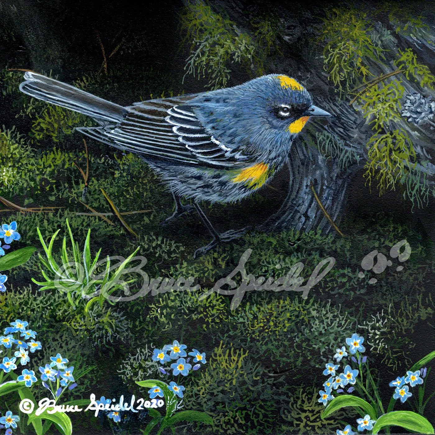 Audubon’s Warbler