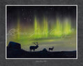 Aurora Borea Elkus