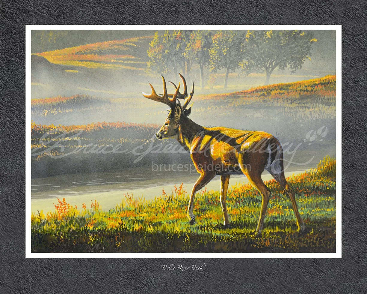 Belle River Buck