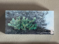 "Blue Day Cactus"