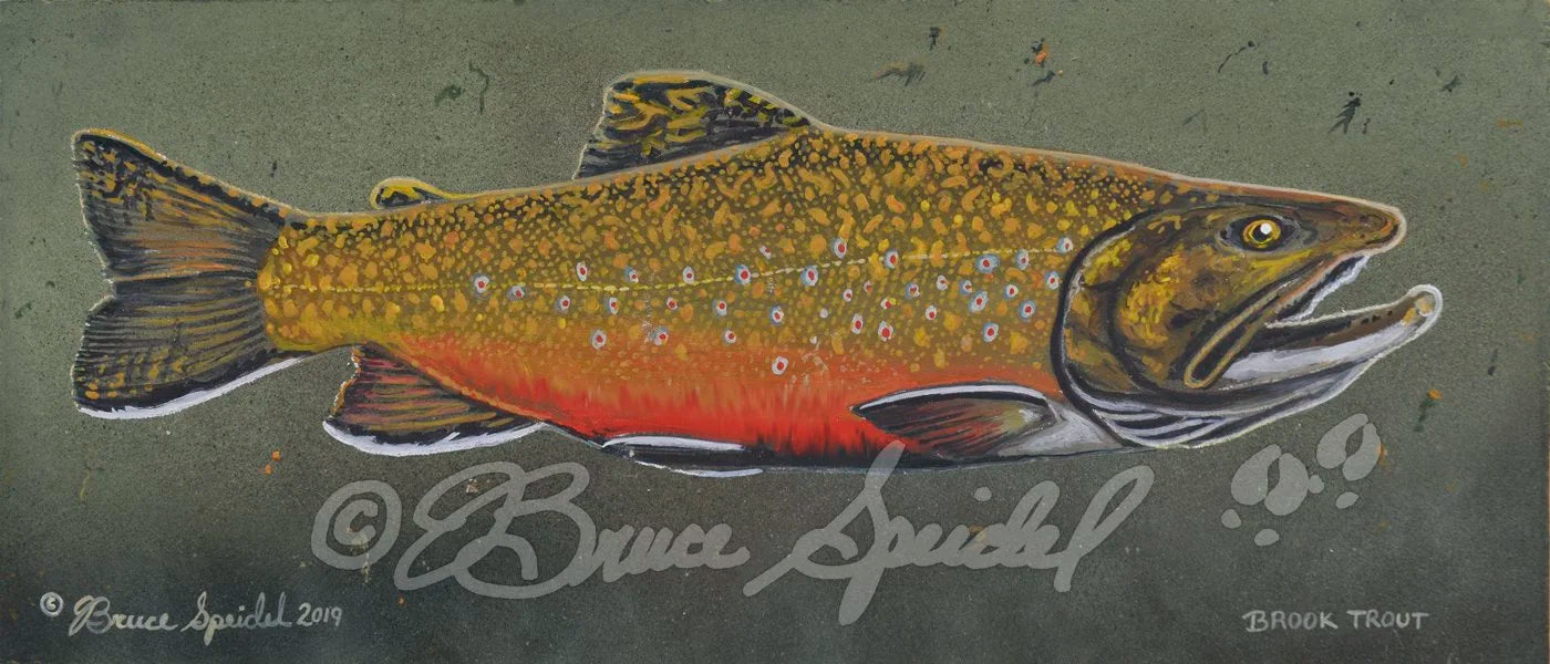 Brook Trout