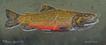 Brook Trout