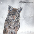 Cold Stare