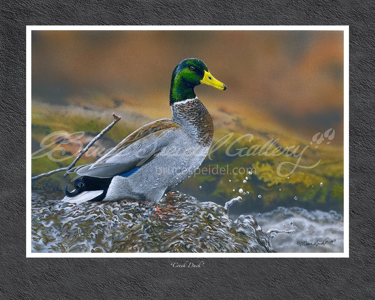 Creek Duck