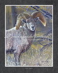 Custer's Bighorn