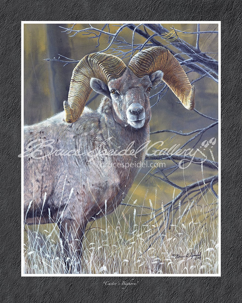 Custer's Bighorn