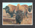 Dances with Buffalo