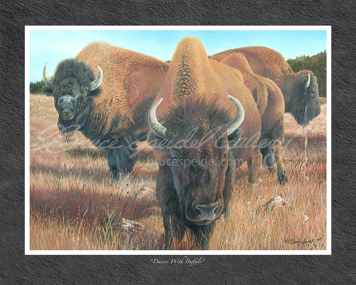 Dances with Buffalo