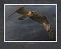 Dark Cloud Osprey