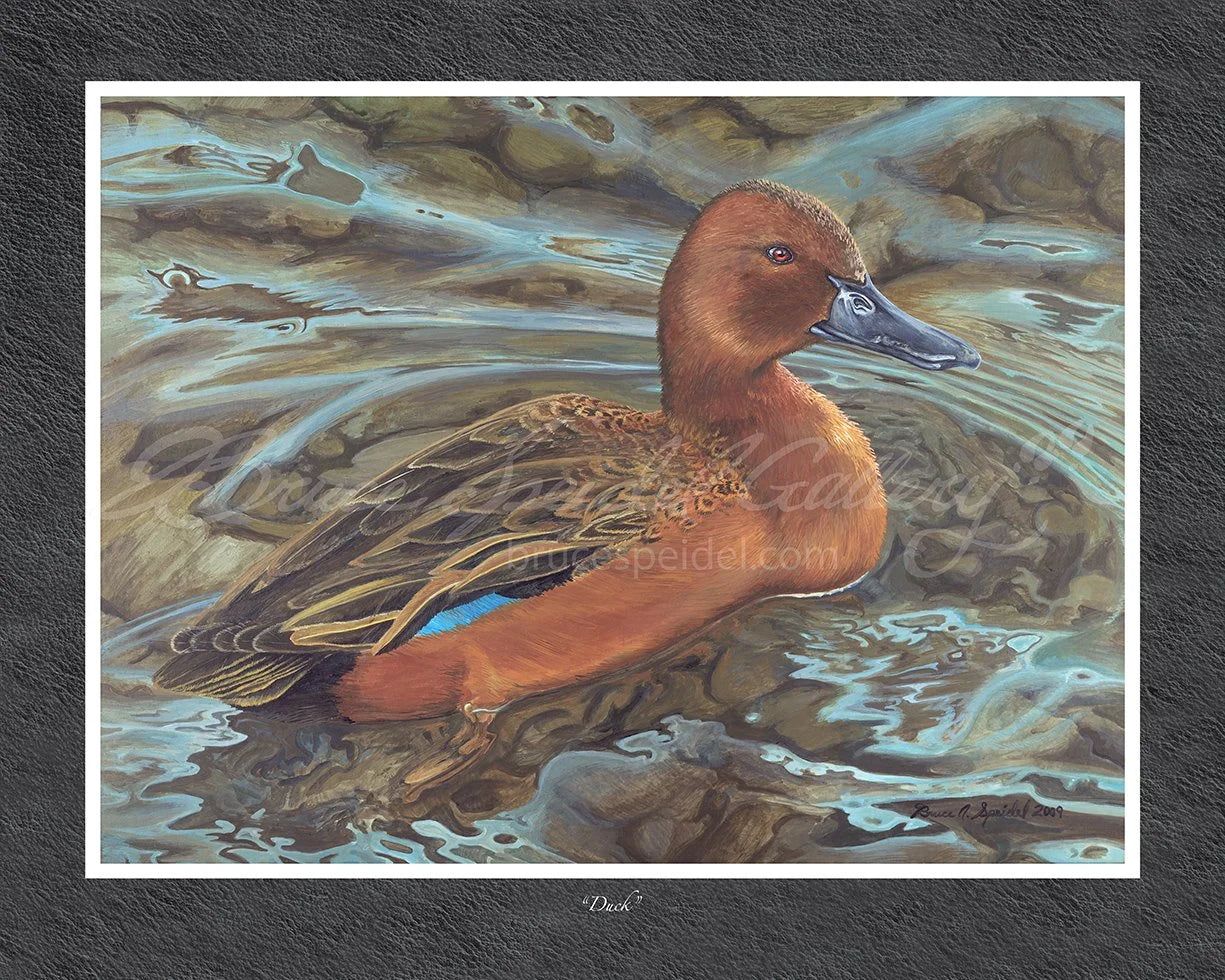 Duck