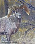 Custer's Bighorn
