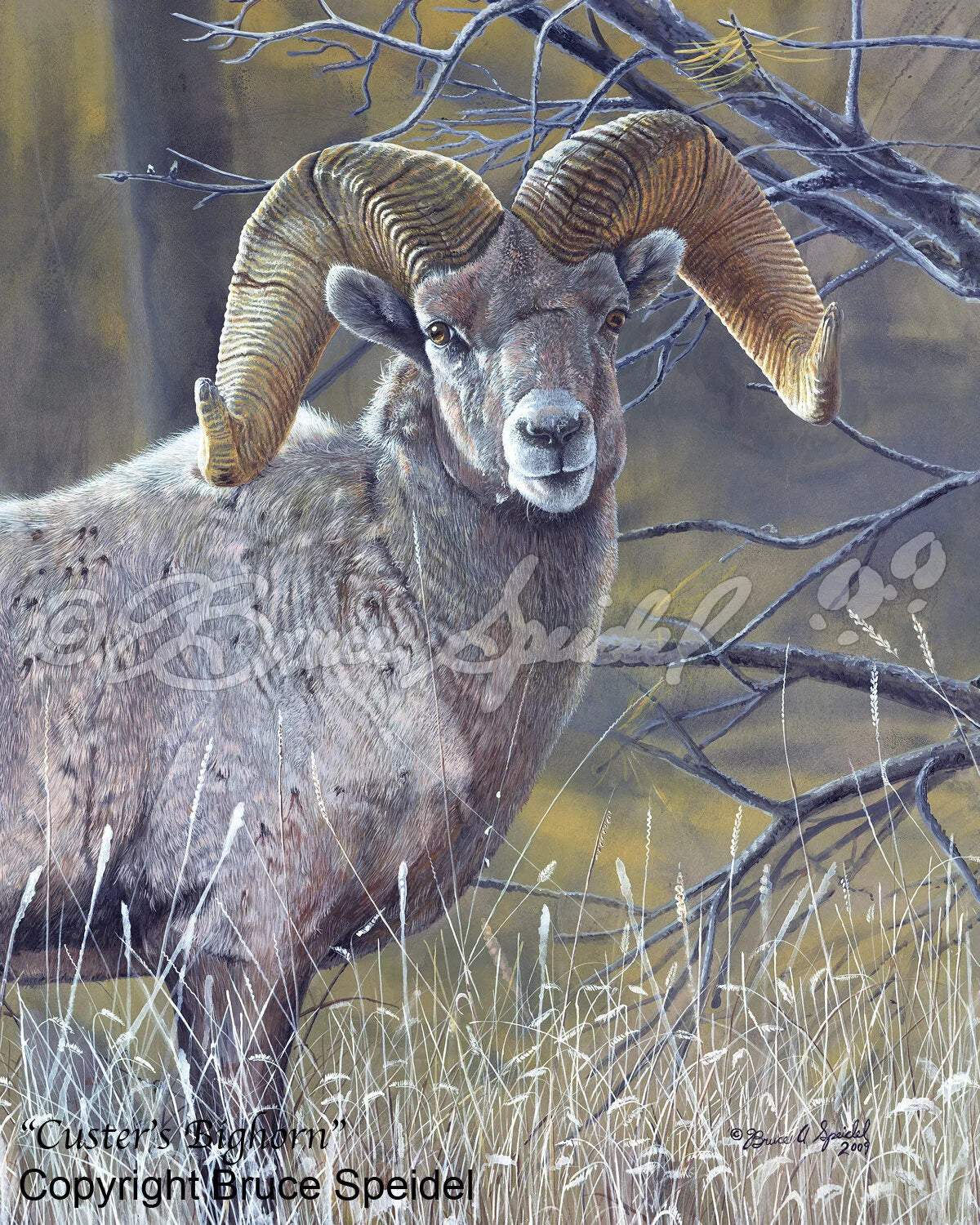 Custer's Bighorn