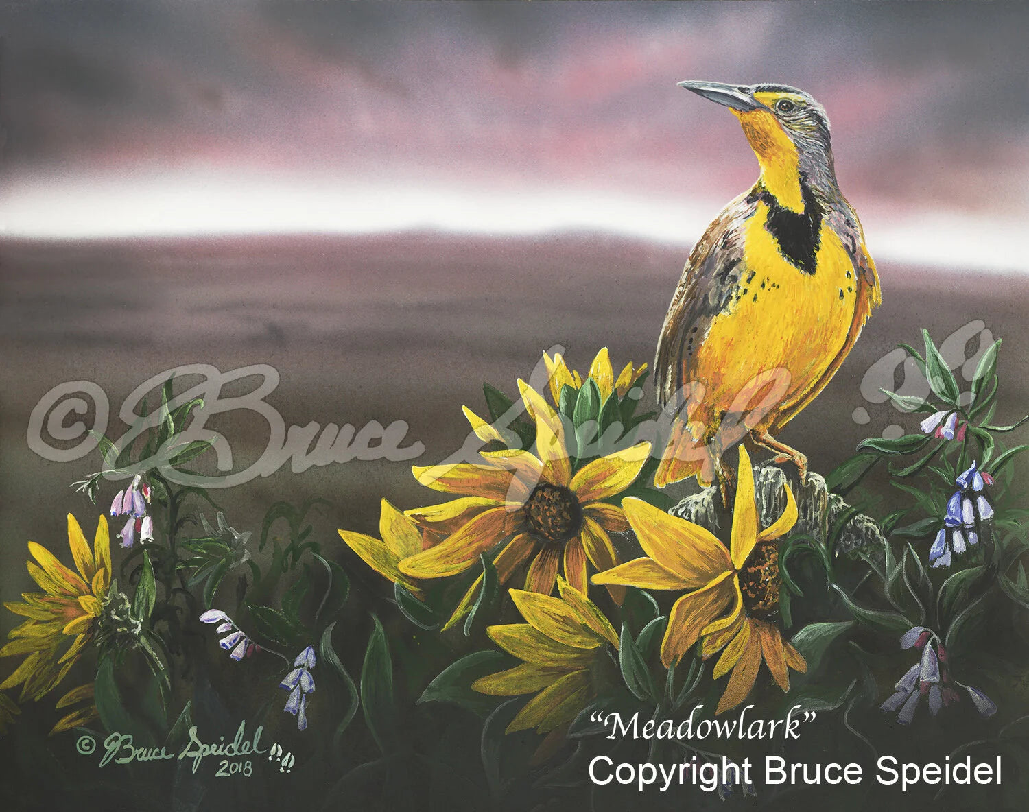 Meadowlark