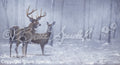 Buck, Doe, Snow