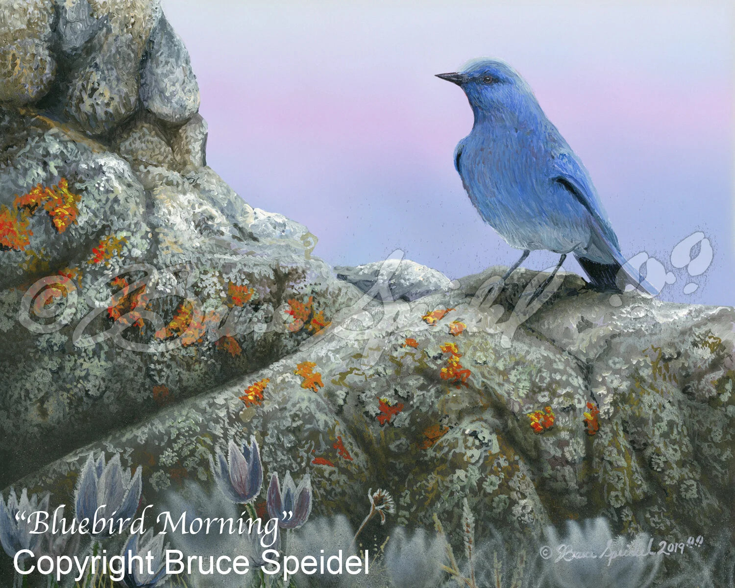 Bluebird Morning