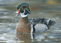 Wood Duck