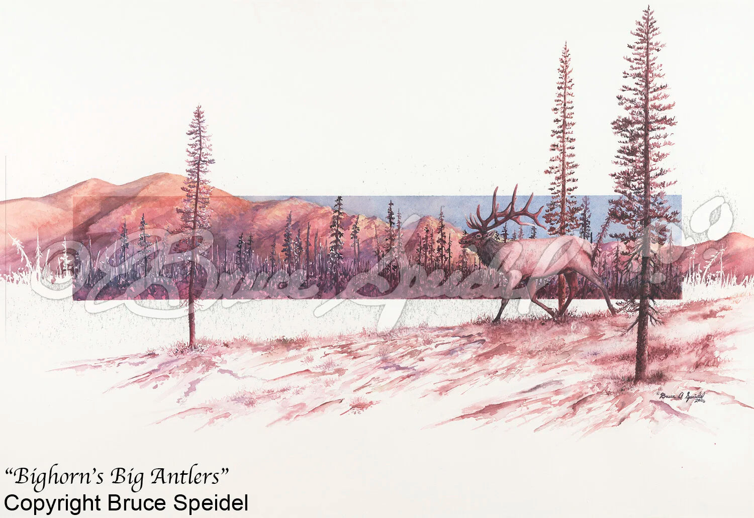 Bighorn’s Big Antlers