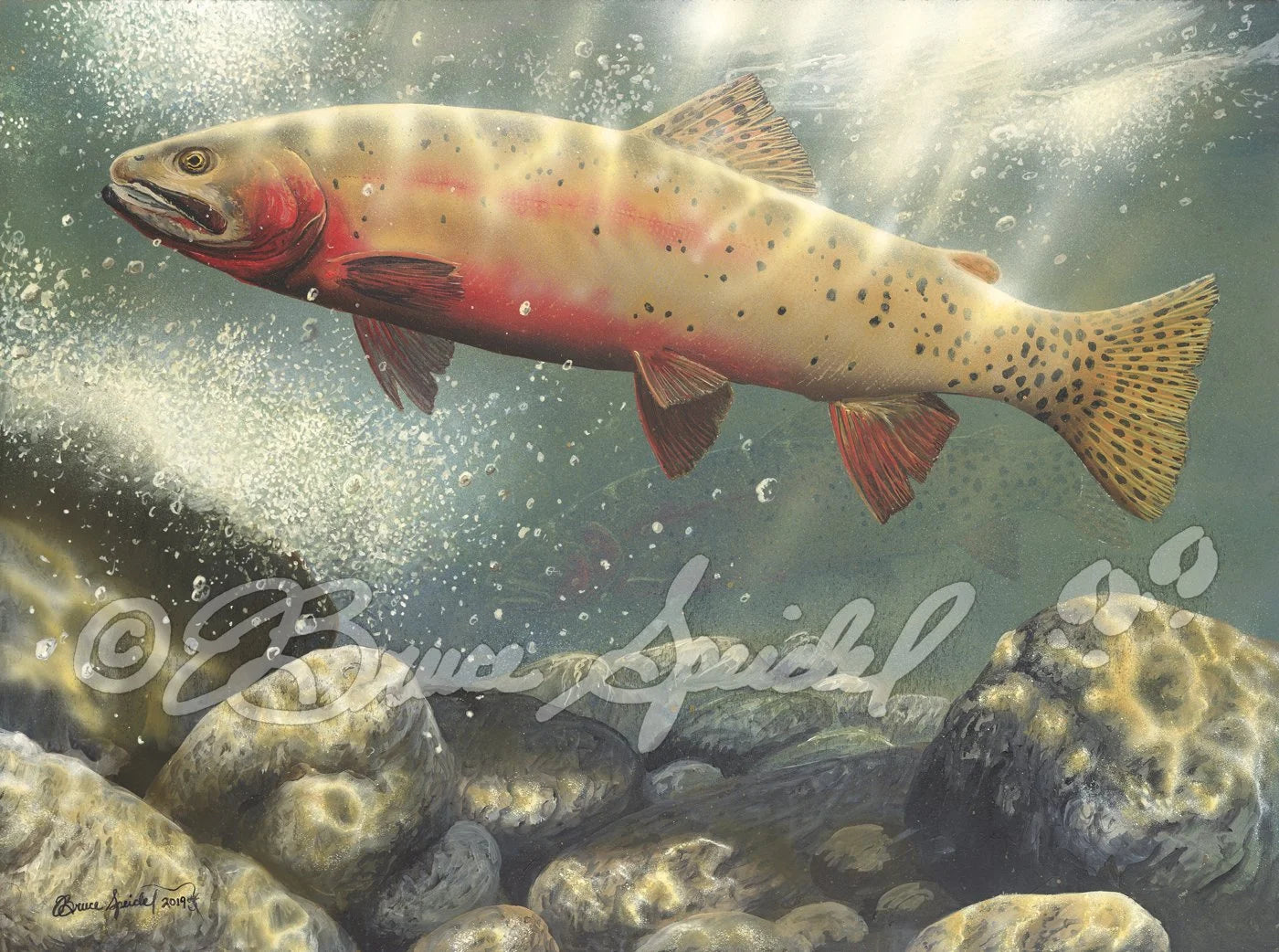 Colorado River Cutthroat