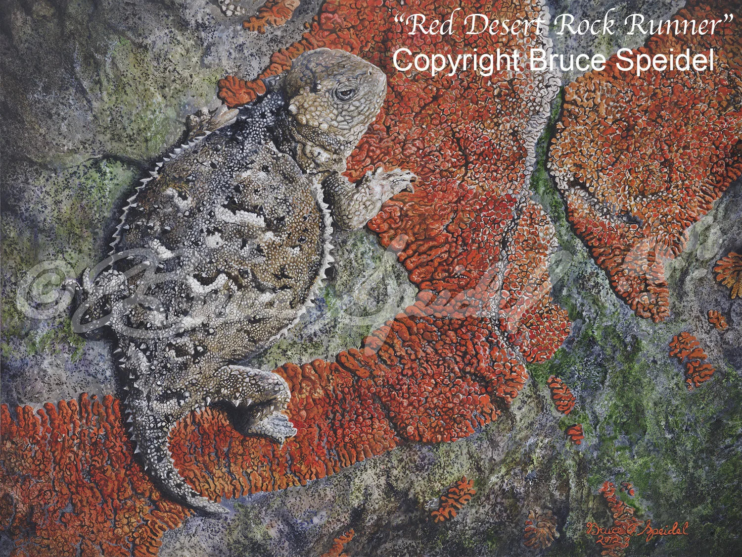Red Desert Rock Runner