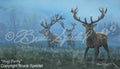 Stag Party