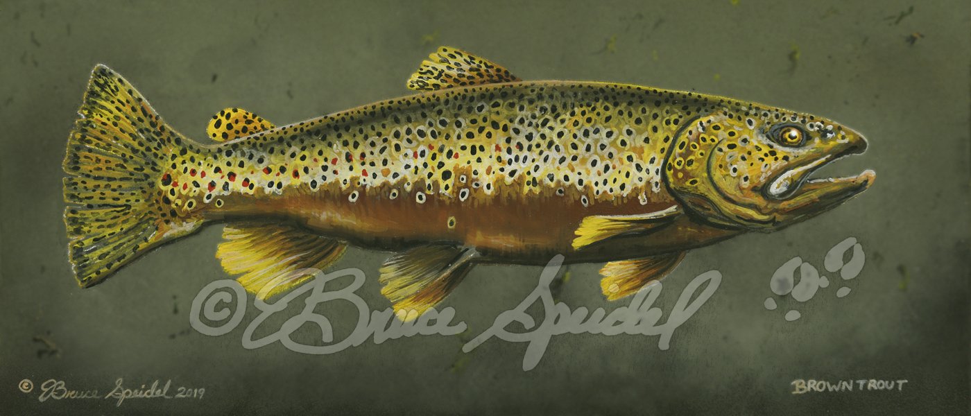 Brown Trout