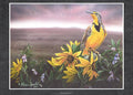 Meadowlark
