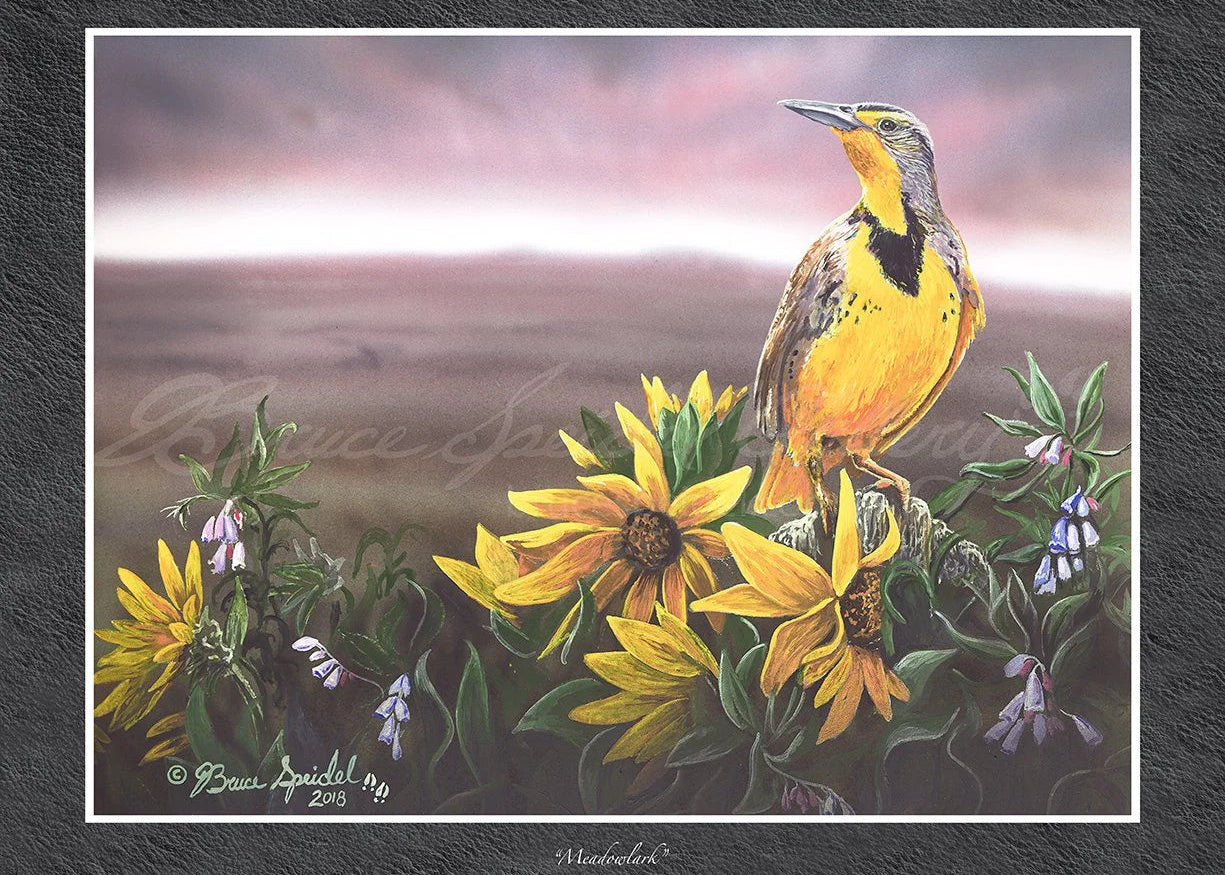 Meadowlark