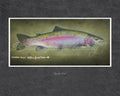 Rainbow Trout