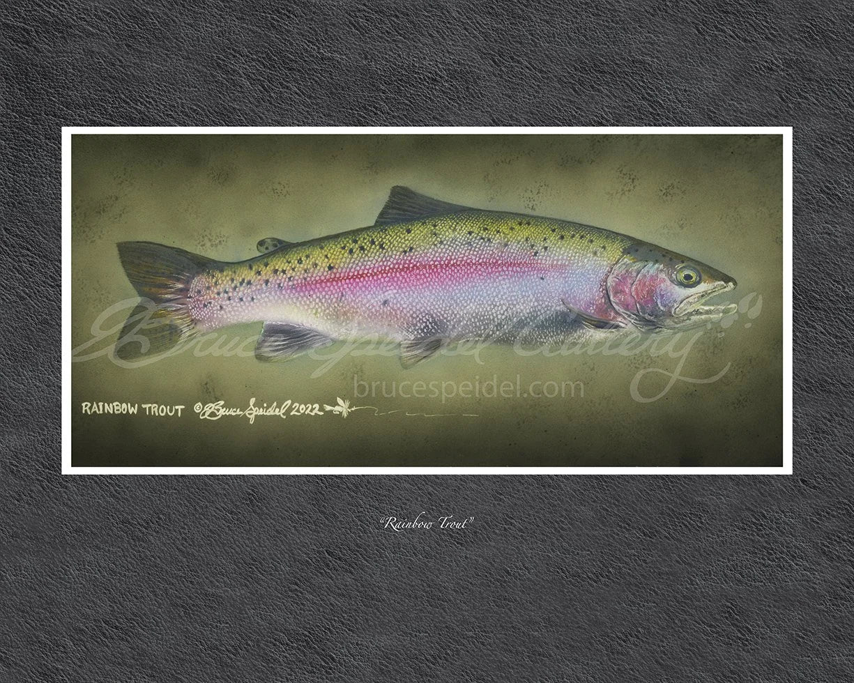 Rainbow Trout