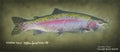 Rainbow Trout