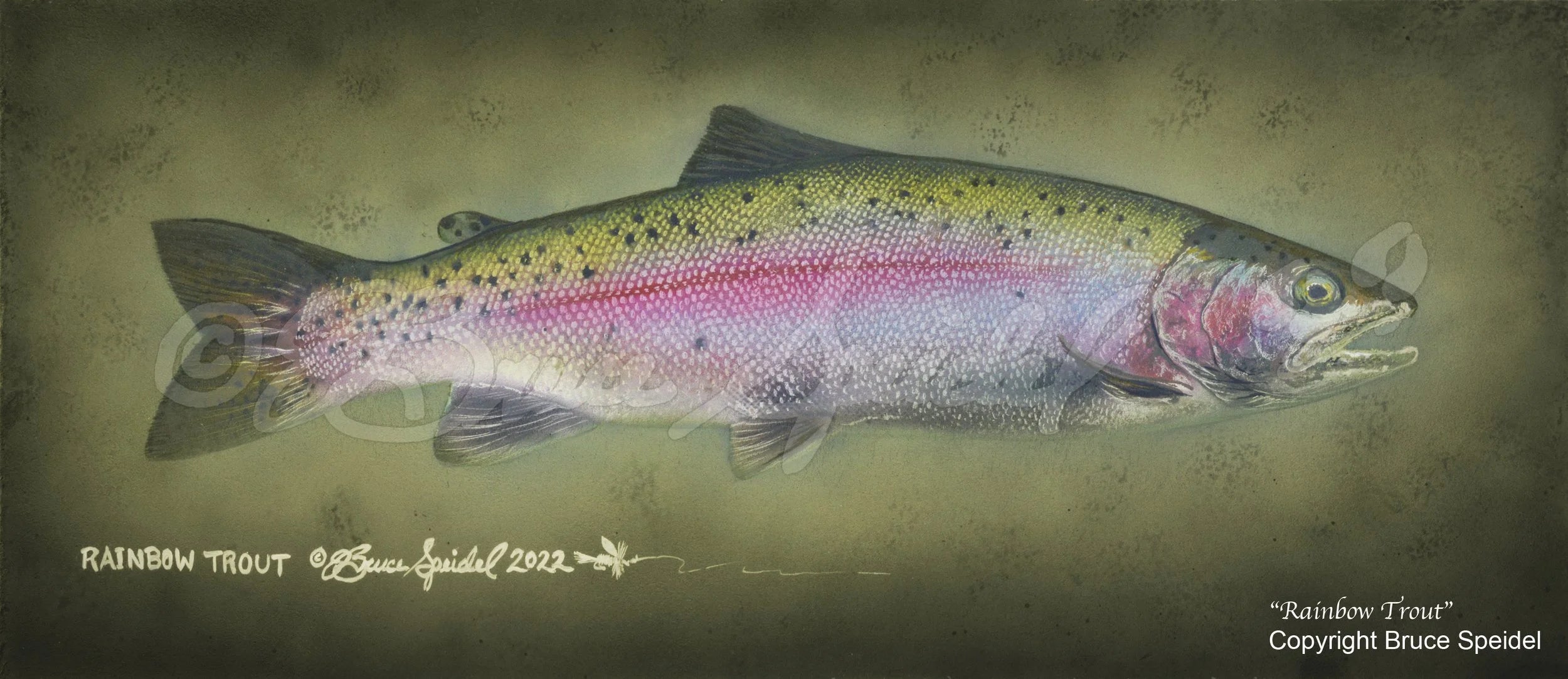 Rainbow Trout
