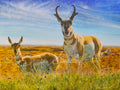 Red Desert Royalty
