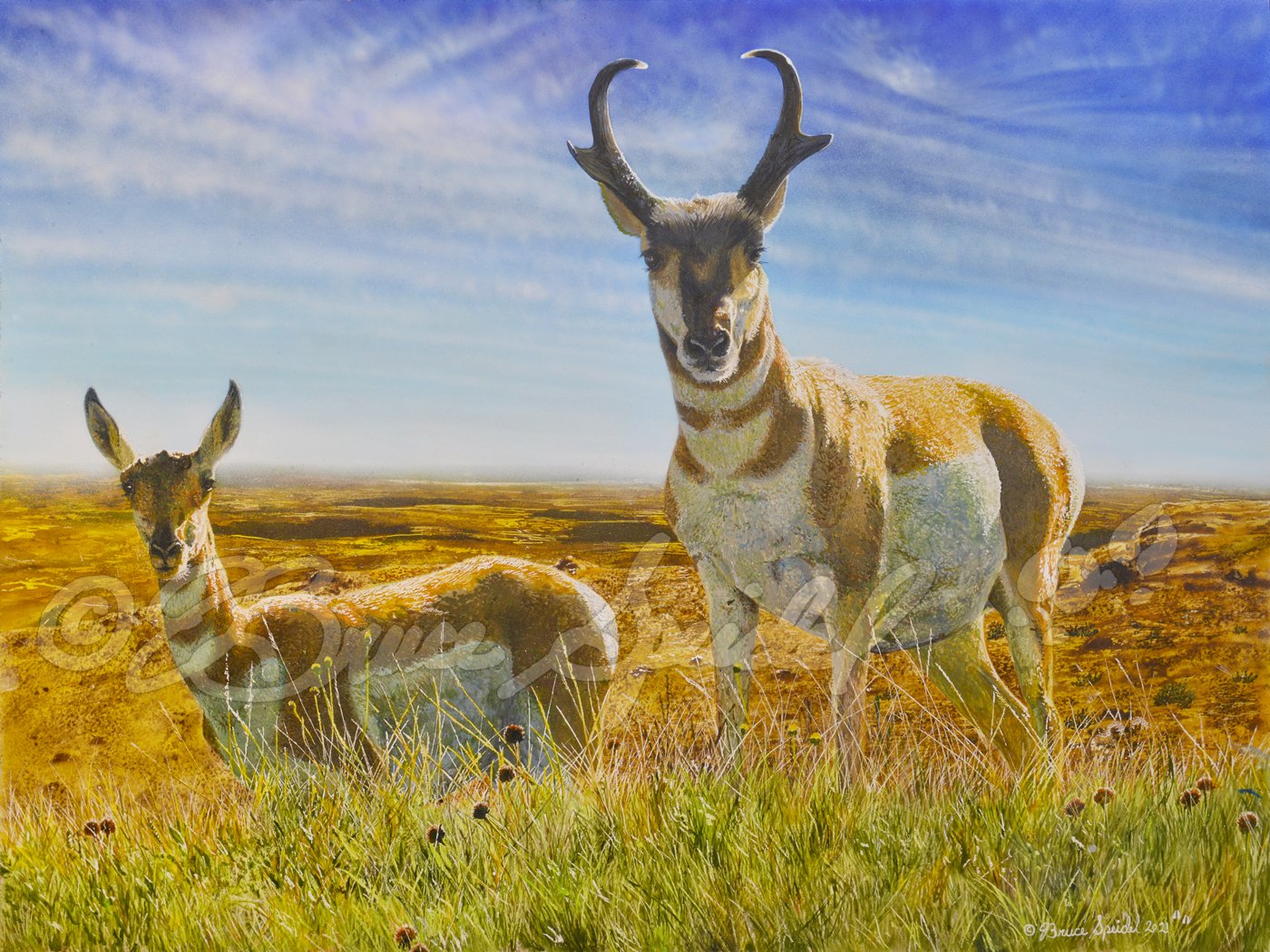Red Desert Royalty