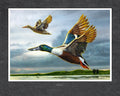 Shovelers