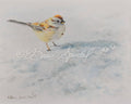 Snowbird