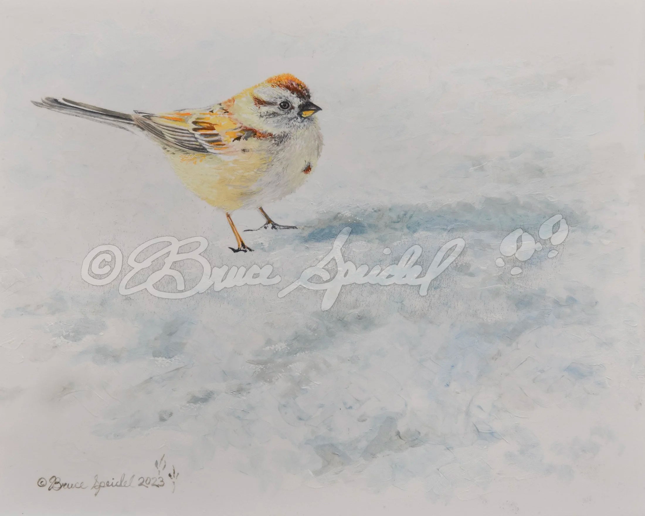 Snowbird