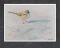 Snowbird