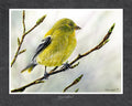 Spring Goldfinch