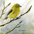 Spring Goldfinch