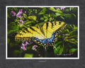 Swallowtail