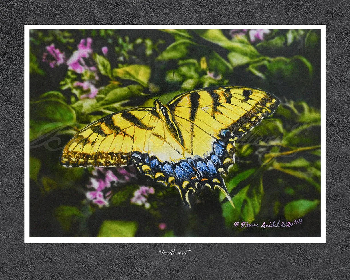 Swallowtail