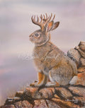 “The Handsome Hare of Hurricane Mesa”