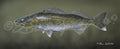 Walleye