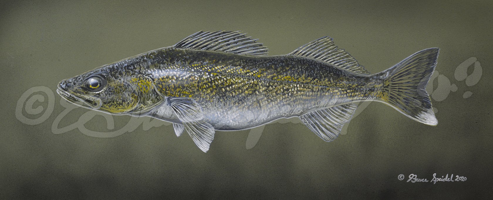 Walleye