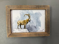 “Watercolor Ibex Study”