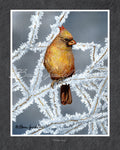 Winter Lady